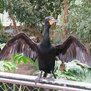 Wetlands - Double-crested Cormorant