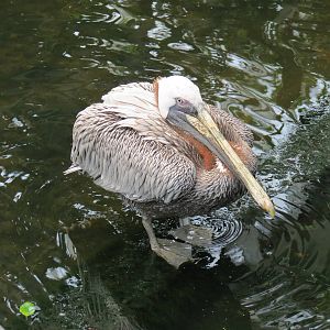 Wetlands - Brown Pelican