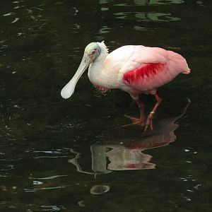 Wetlands - Roseate Spoonbill