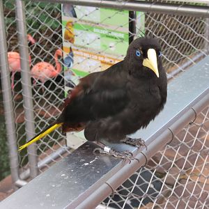 Wetlands - Crested Oropendola