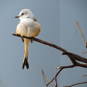 Grasslands - Scissor-tailed Flycatcher