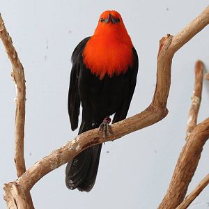 Grasslands - Scarlet-headed Blackbird