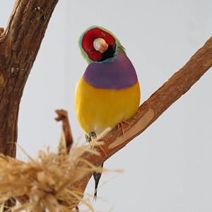 Grasslands - Gouldian Finch