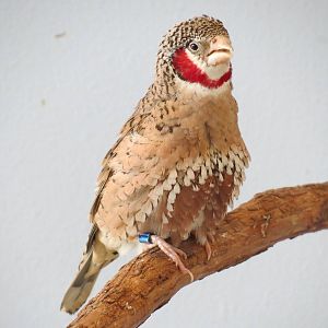 Grasslands - Cut-throat Finch