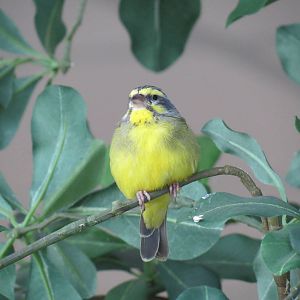 Grasslands - Green Singing Finch