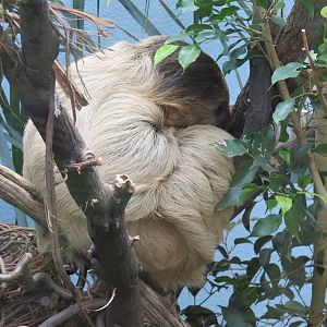 Cloud Forest - Two-toed Sloth