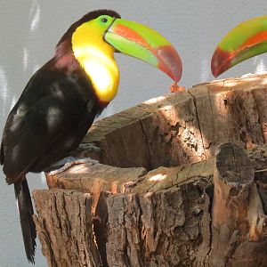 Cloud Forest - Keel-billed Toucan
