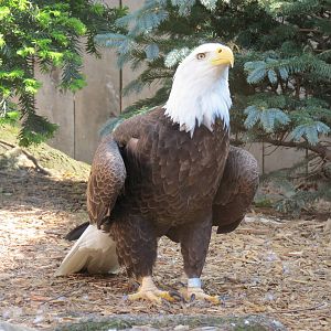 Bald Eagle Exhibit