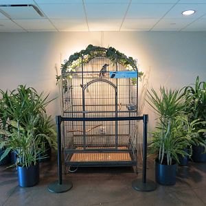 Tropical Rainforest - Kookaburra Exhibit in Lobby