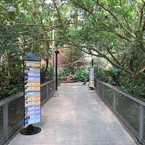 Tropical Rainforest - Interior