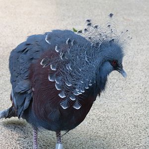 Tropical Rainforest - Victoria Crowned Pigeon