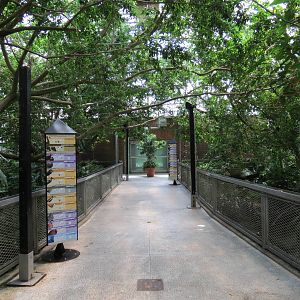 Tropical Rainforest - Interior