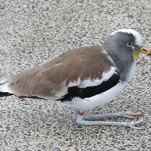Tropical Rainforest - White-headed Lapwing