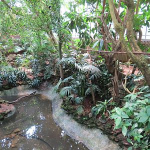 Tropical Rainforest - Interior