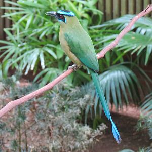 Tropical Rainforest - Blue-crowned Motmot