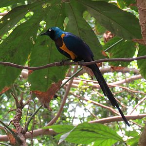 Tropical Rainforest - Golden-breasted Starling