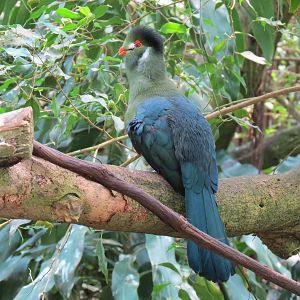 Tropical Rainforest - White-cheeked Turaco