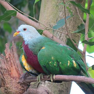 Tropical Rainforest - Wompoo Fruit Dove