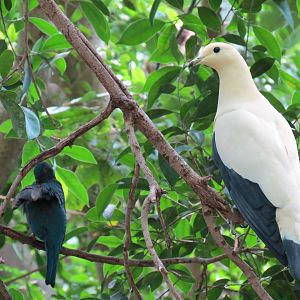 Tropical Rainforest - Pied Imperial Pigeon