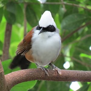 Tropical Rainforest - White-crested Laughing Thrush