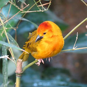 Tropical Rainforest - Red Bishop
