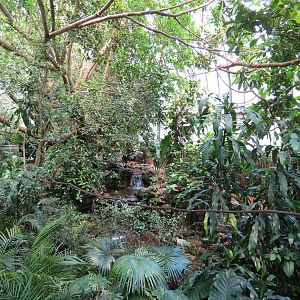 Tropical Rainforest - Interior