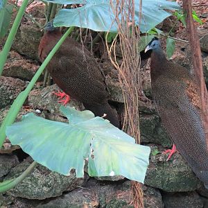 Tropical Rainforest - Great Argus