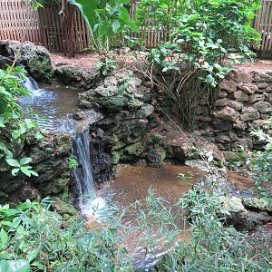 Tropical Rainforest - Interior