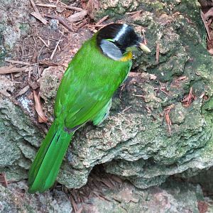 Tropical Rainforest - Fire-tufted Barbet