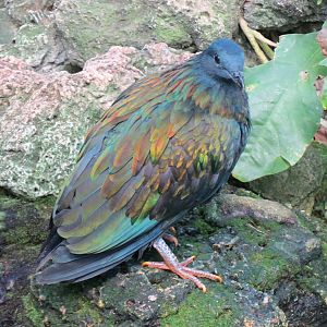 Tropical Rainforest - Nicobar Pigeon