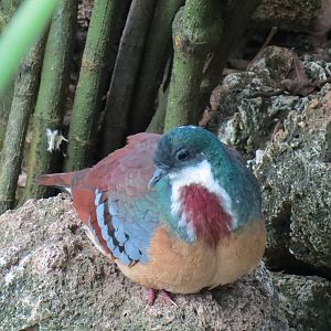 Tropical Rainforest - Bartlett's Bleeding Heart