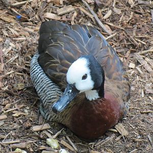 Tropical Rainforest - White-faced Whistling Duck
