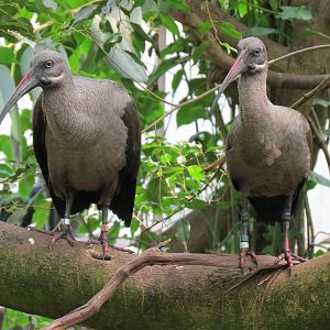 Tropical Rainforest - Hadada Ibis