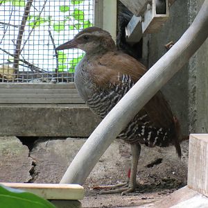 Tropical Rainforest - Guam Rail