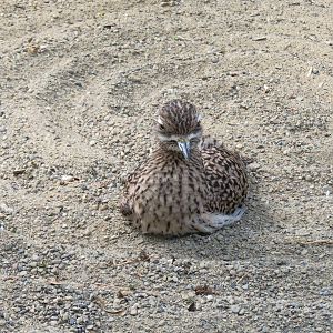 Tropical Rainforest - Cape Thick Knee