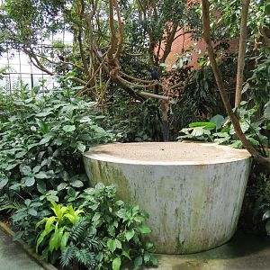 Tropical Rainforest - Interior