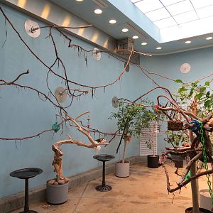 Lories and Friends - Lorikeet Exhibit Interior