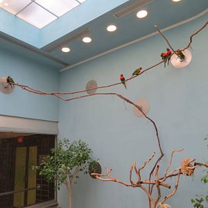 Lories and Friends - Lorikeet Exhibit Interior