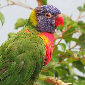 Lories and Friends - Rainbow Lorikeet