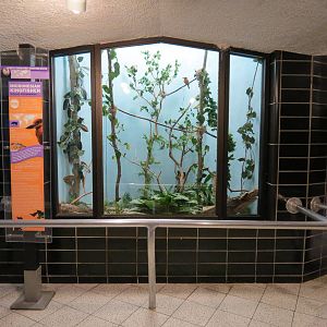 Lories and Friends - Micronesian Kingfisher Exhibit