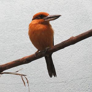 Lories and Friends - Micronesian Kingfisher