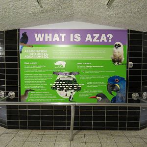 Lories and Friends - AZA Graphic