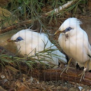 Lories and Friends - Bali Mynah