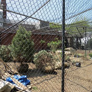 Andean Condor Exhibit