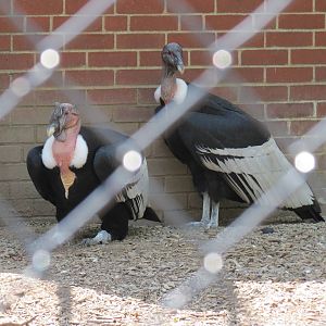 Andean Condor Exhibit