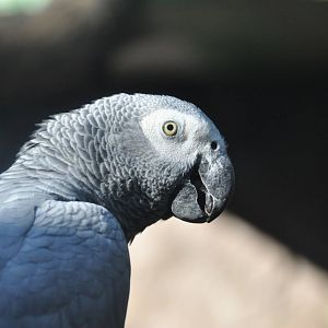 Grey parrot/ Psittacus erithacus erithacus