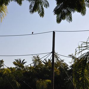 Lion-tailed macaques enclosure