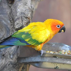 Sun conure/ Aratinga solstitialis