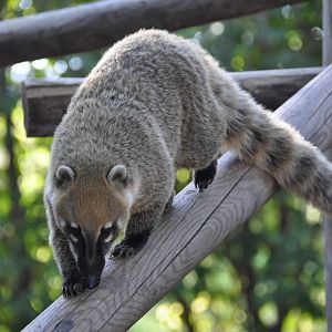 Brown-nosed coati/ Nasua nasua