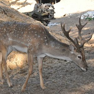 Mesopotamian fallow deer/ Dama mesopotamica